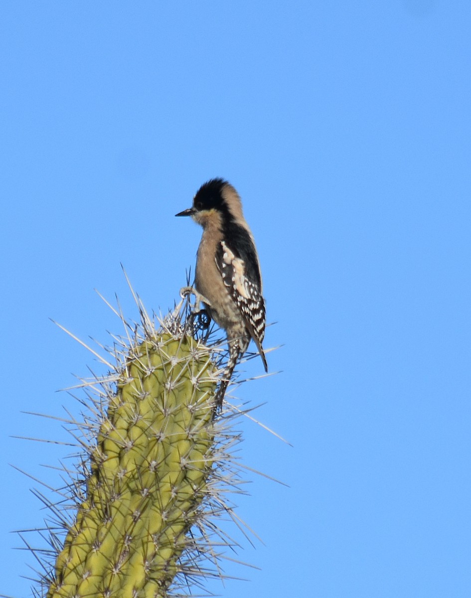 White-fronted Woodpecker - ML637894491