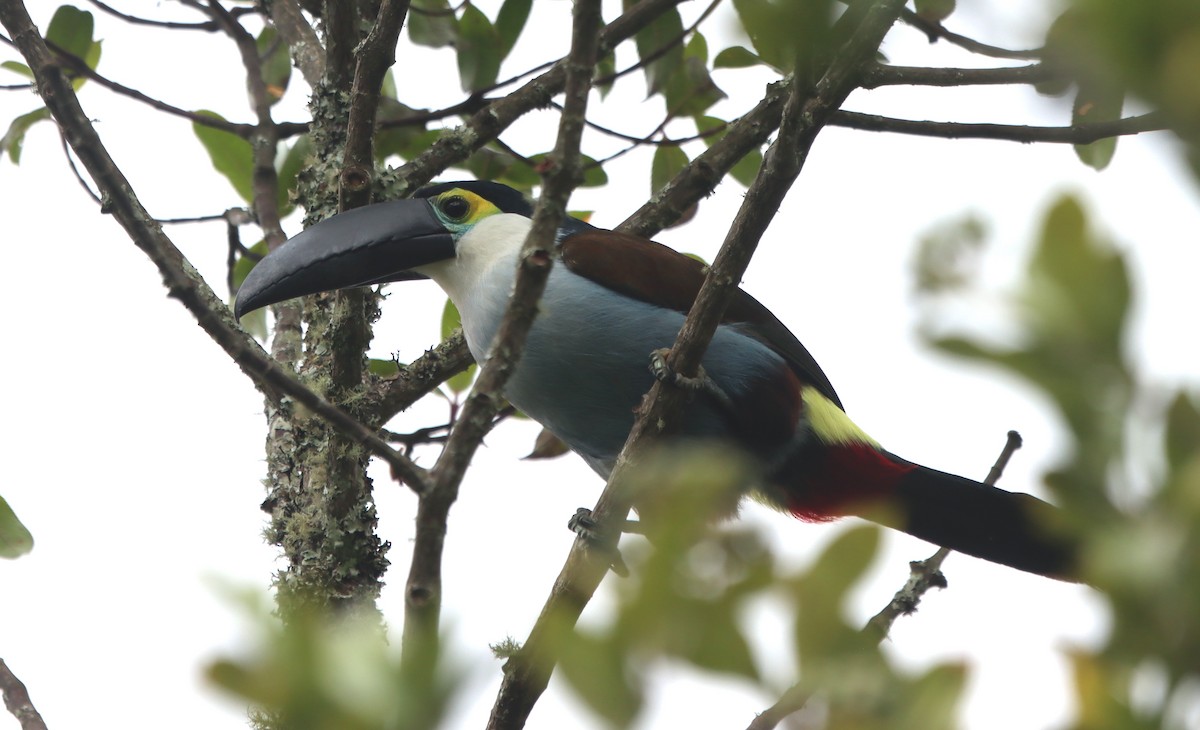 Black-billed Mountain-Toucan - ML637894495