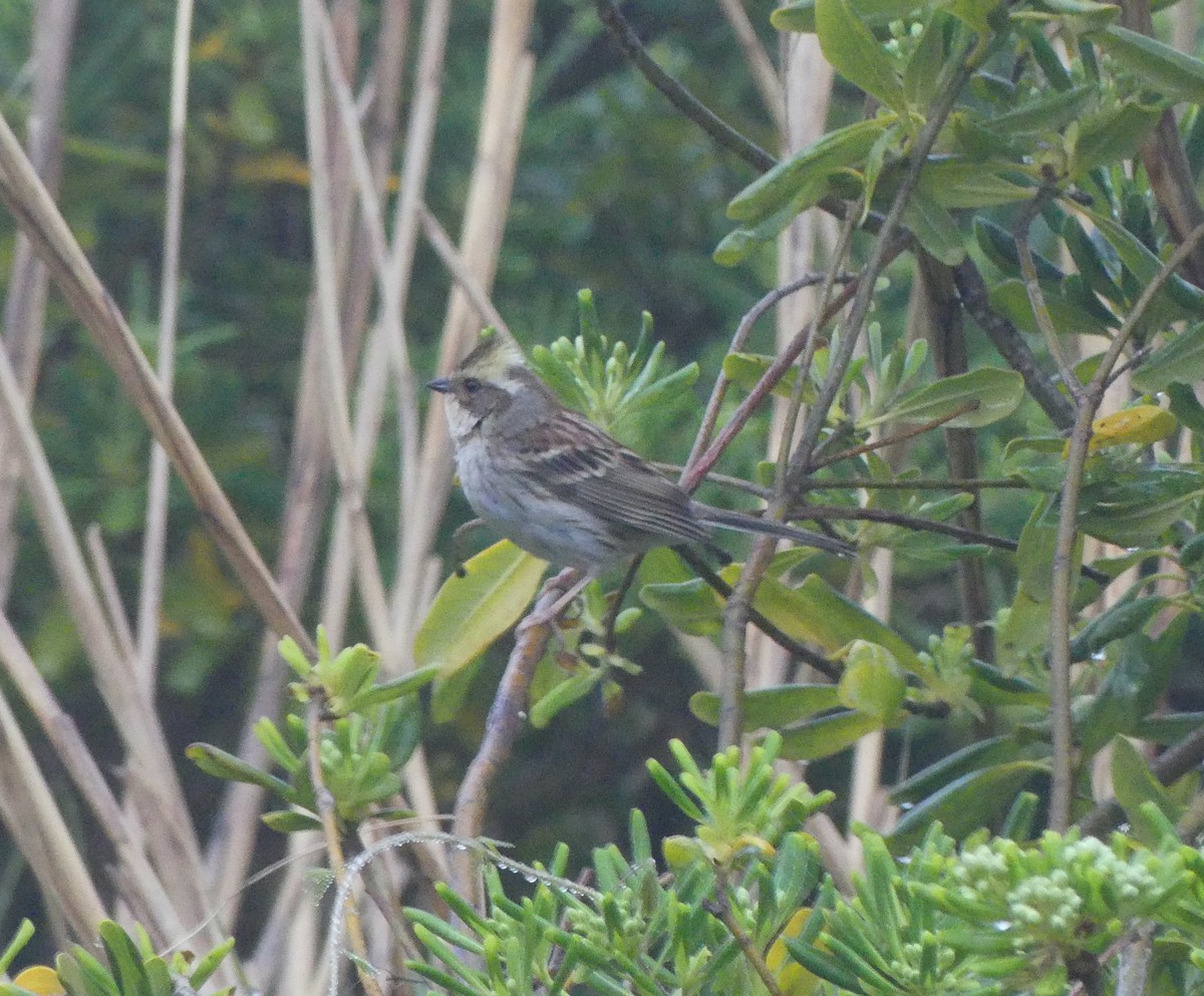 Yellow-throated Bunting - ML637894496