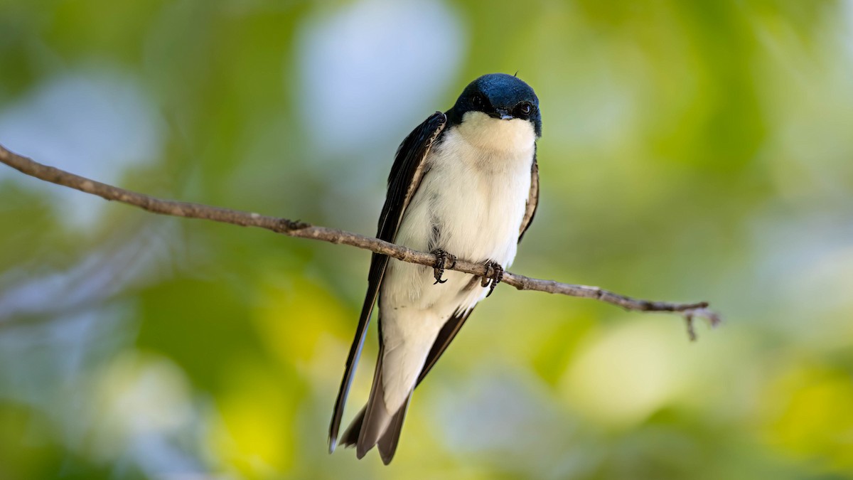 Tree Swallow - ML637894514