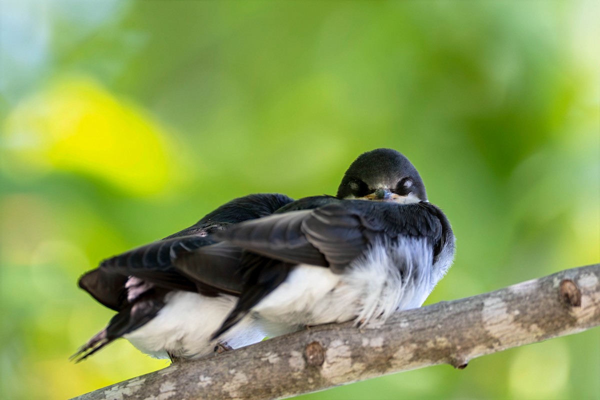 Tree Swallow - ML637894515