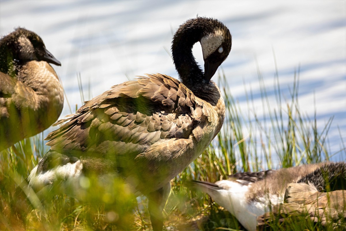 Branta kanadar handia - ML637894525