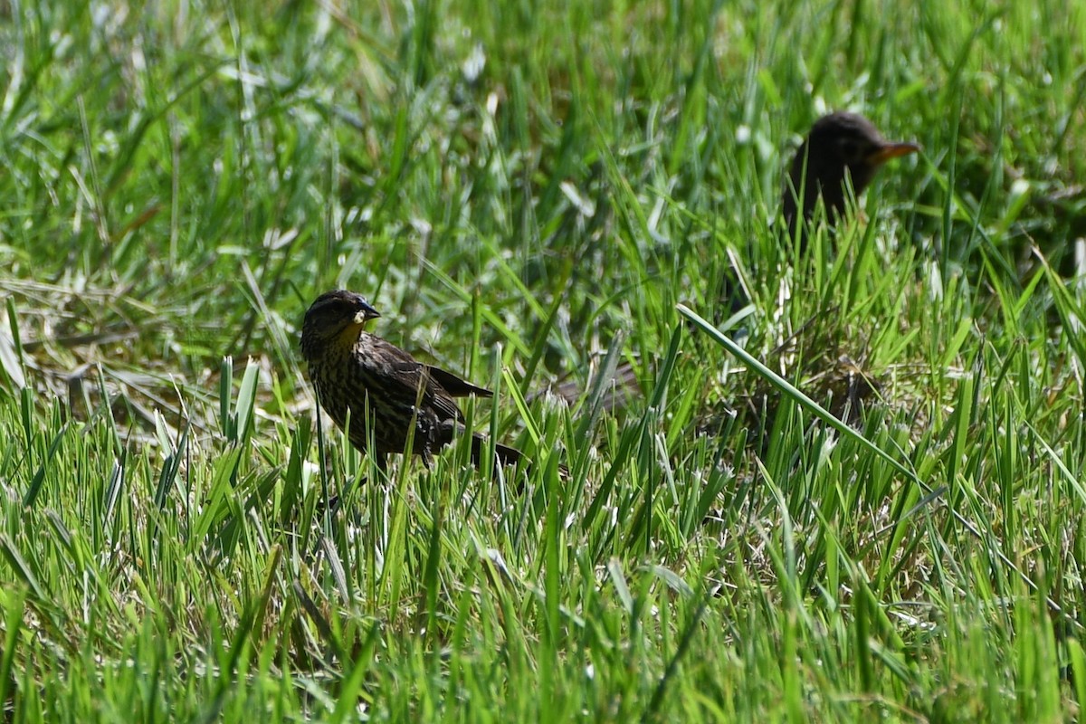 Red-winged Blackbird - ML637894586