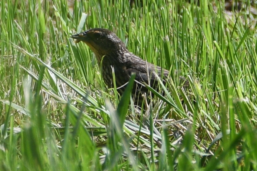 Red-winged Blackbird - ML637894587