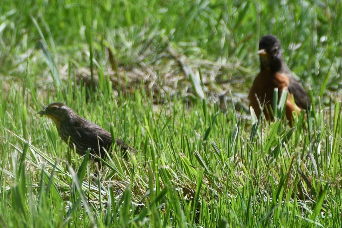 Red-winged Blackbird - ML637894588