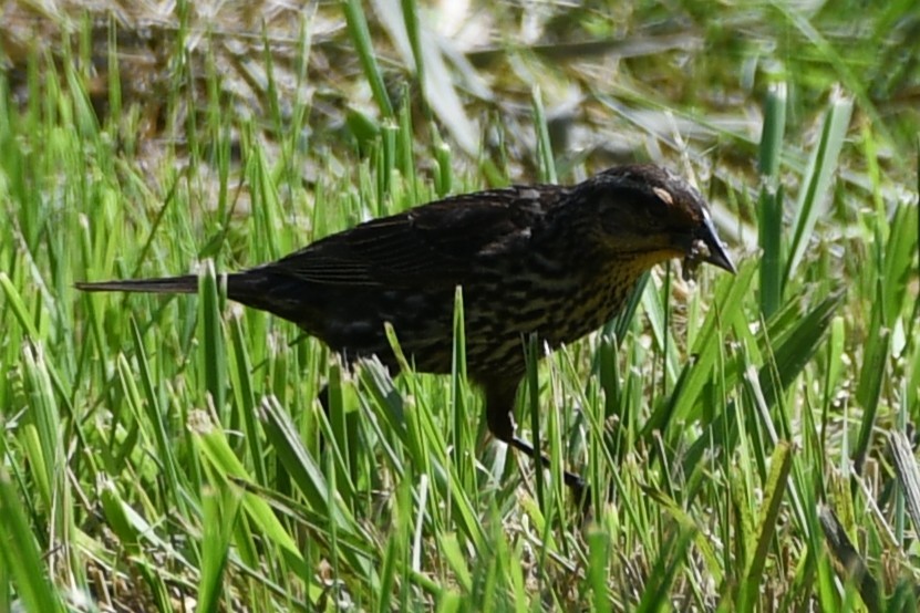 Red-winged Blackbird - ML637894589