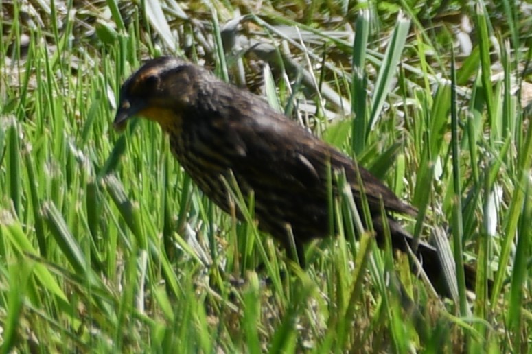 Red-winged Blackbird - ML637894590