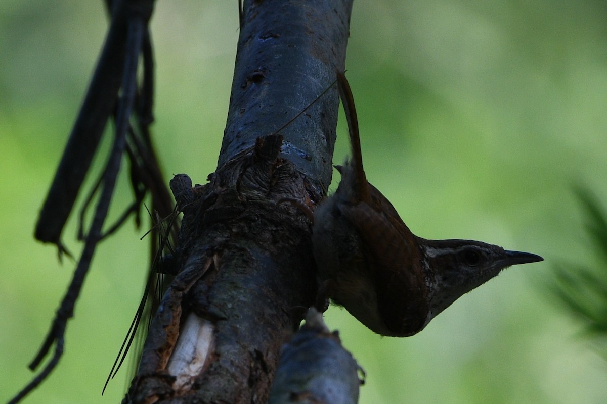 Carolina Wren - ML637894609