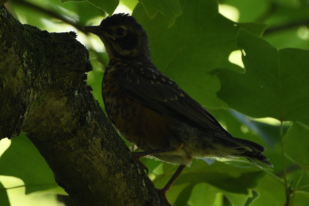 American Robin - ML637894621