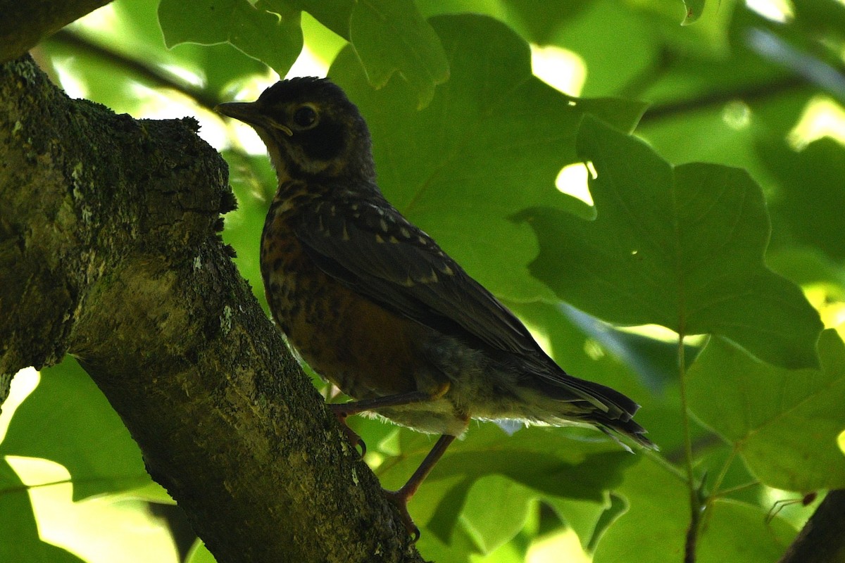 American Robin - ML637894622