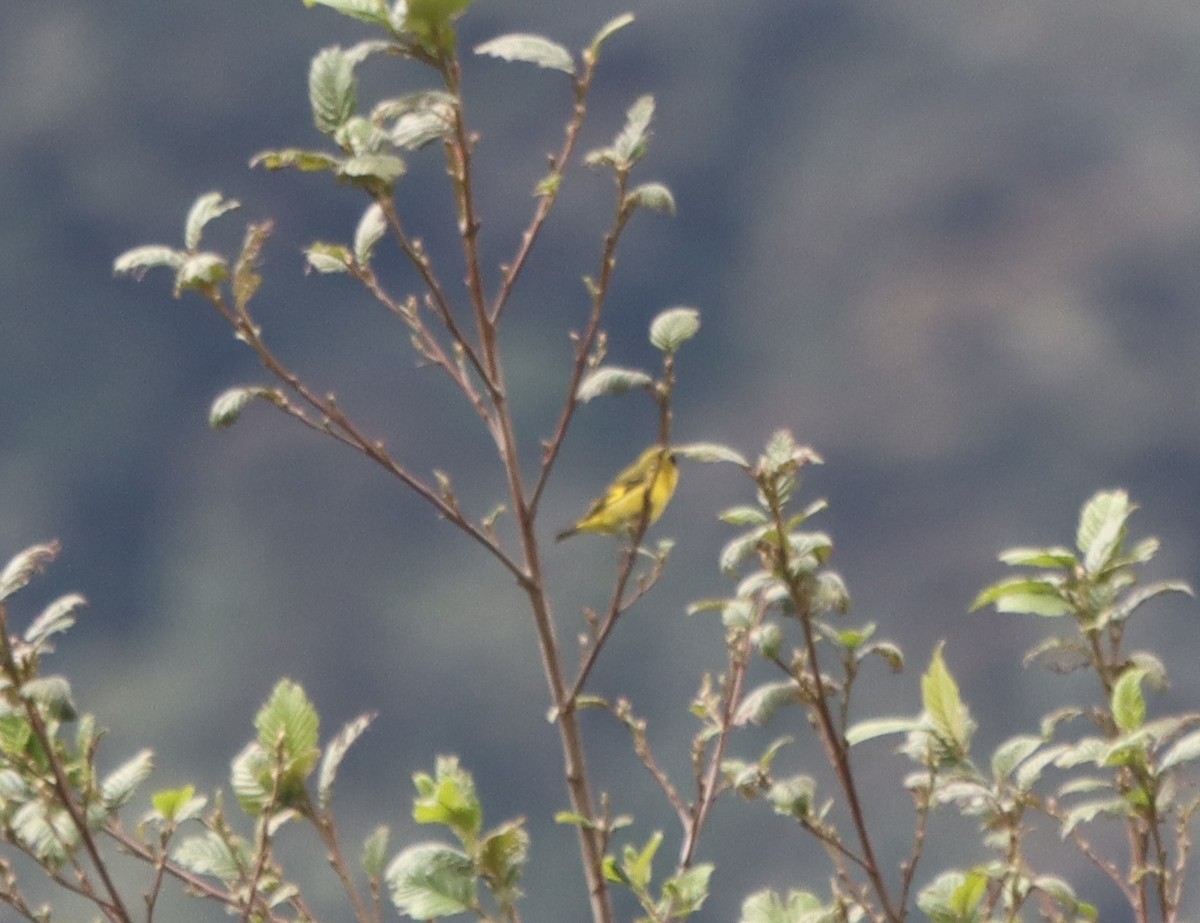Andean Siskin - ML637894655