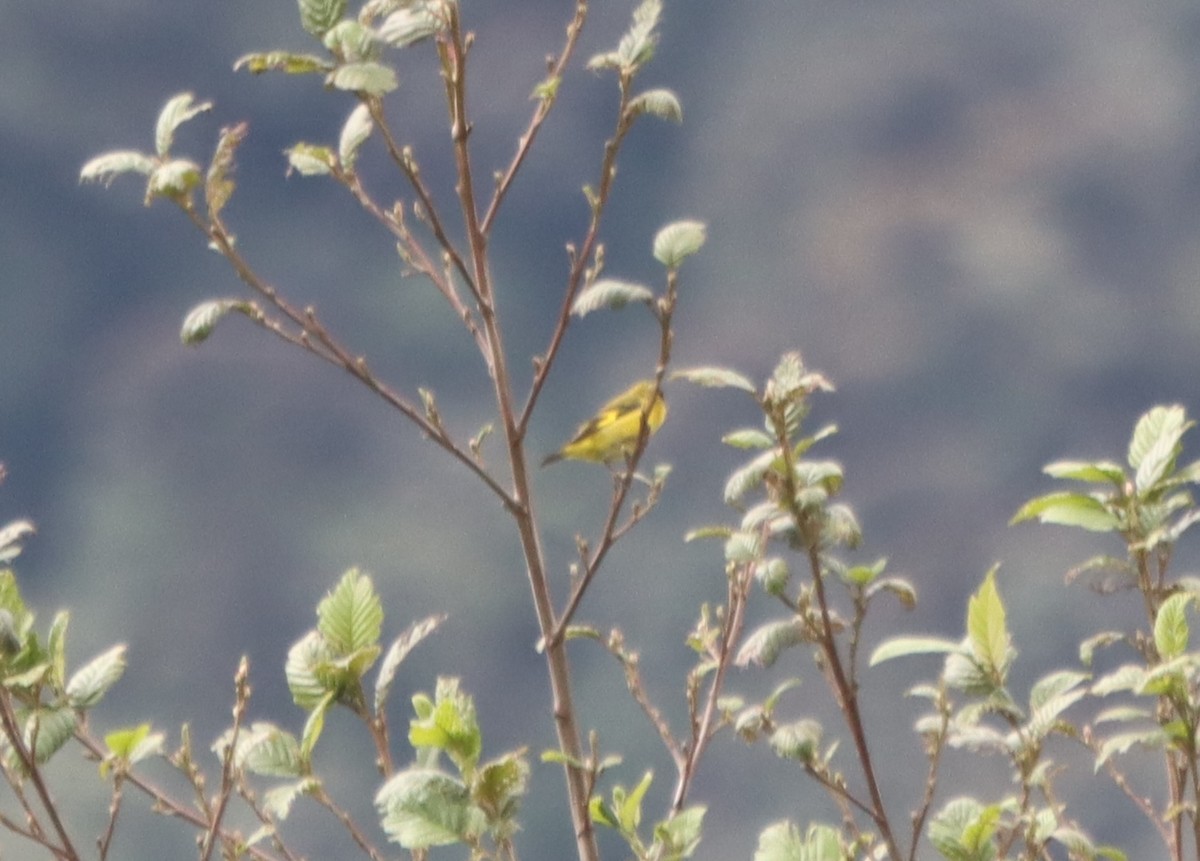 Andean Siskin - ML637894656