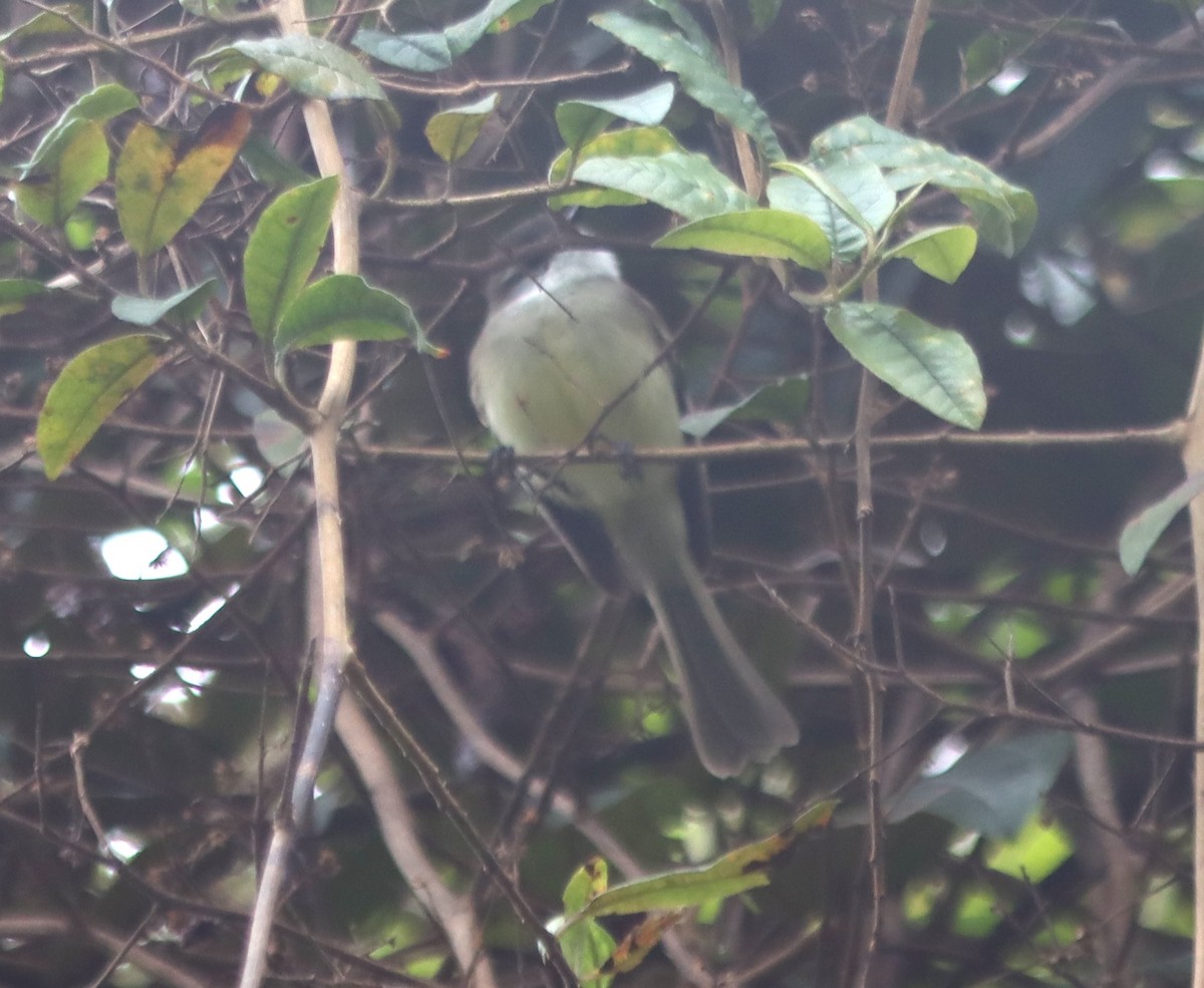 White-throated Tyrannulet - ML637894694