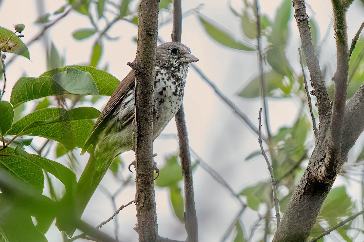 Fox Sparrow - ML637894708