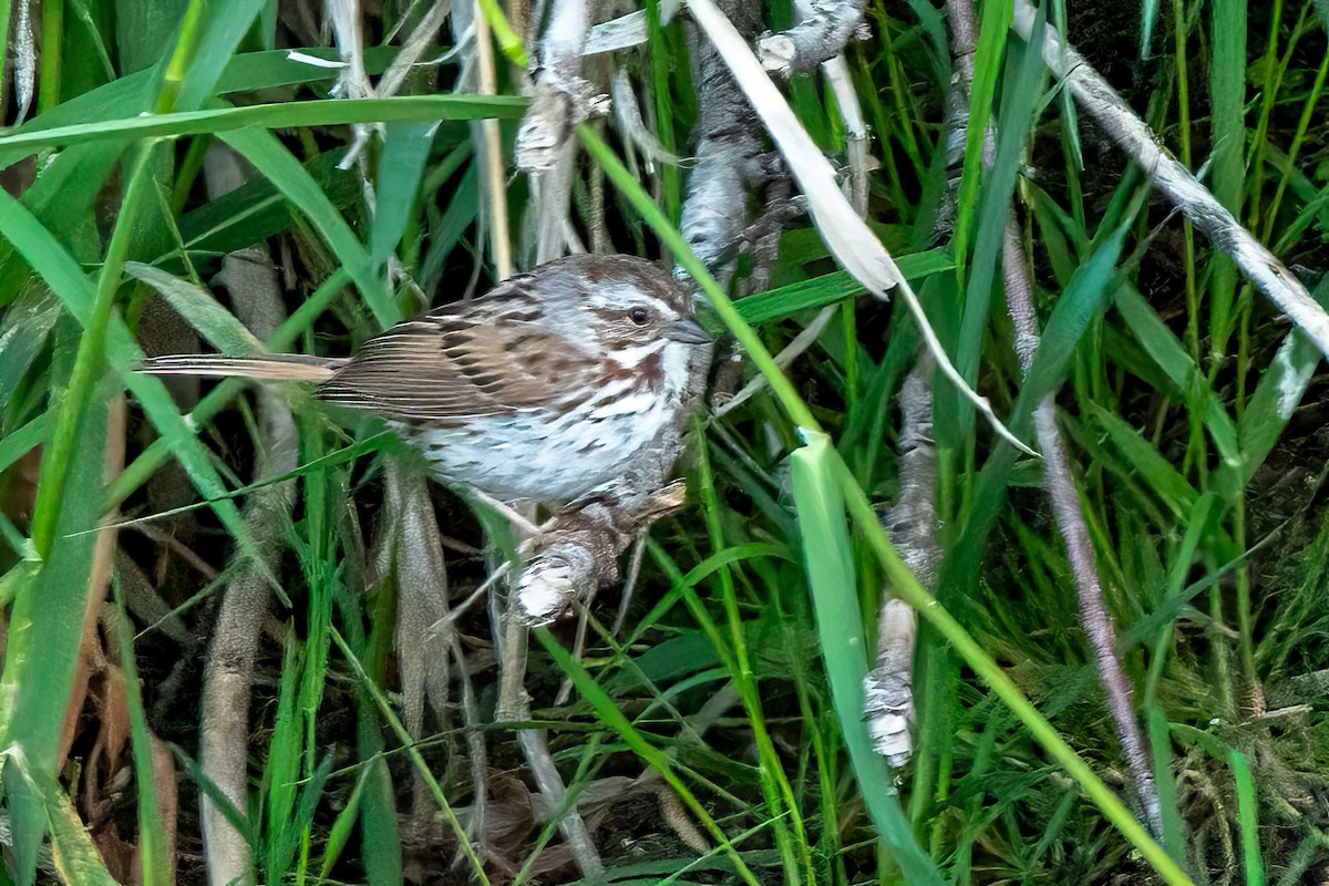 Song Sparrow - ML637894715