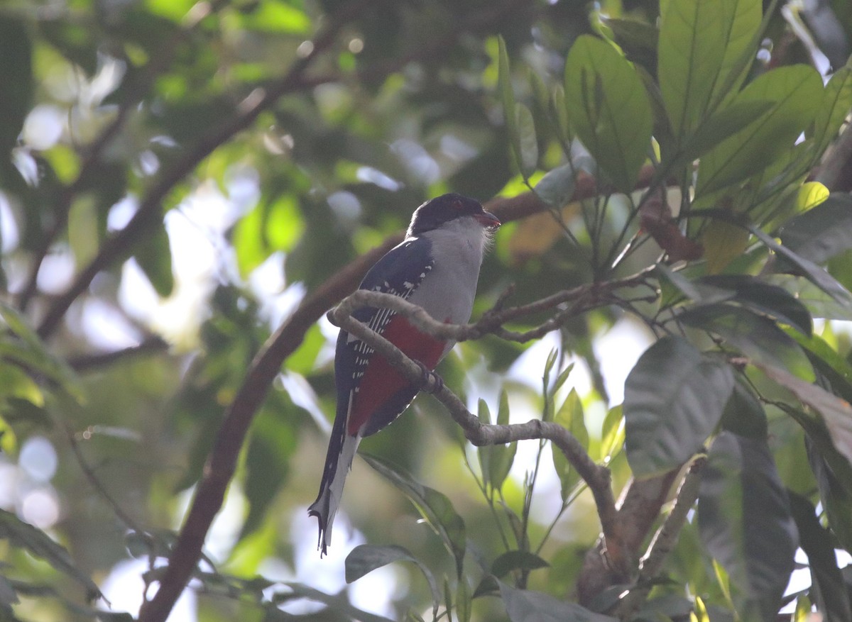 Cuban Trogon - ML637894746