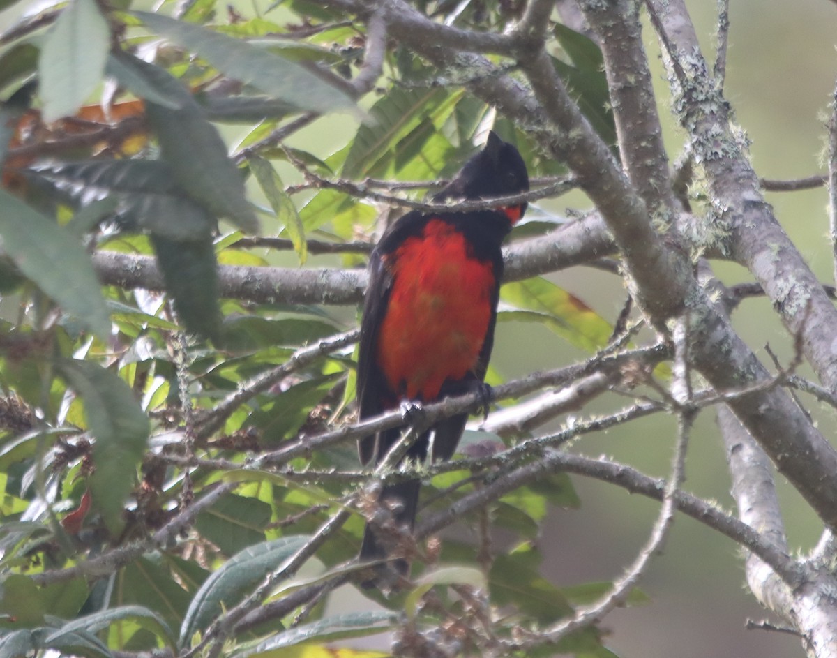 Scarlet-bellied Mountain Tanager - ML637894756
