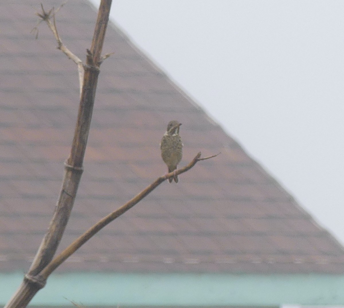 White-throated Rock-Thrush - ML637894793