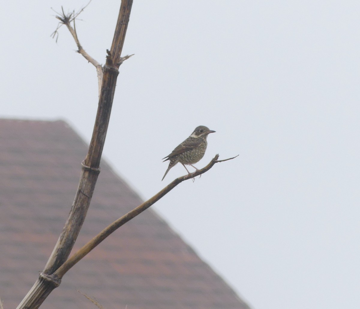 White-throated Rock-Thrush - ML637894794