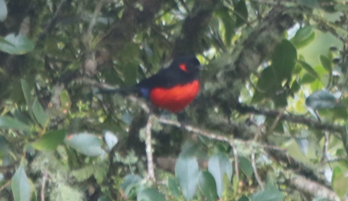 Scarlet-bellied Mountain Tanager - ML637894795