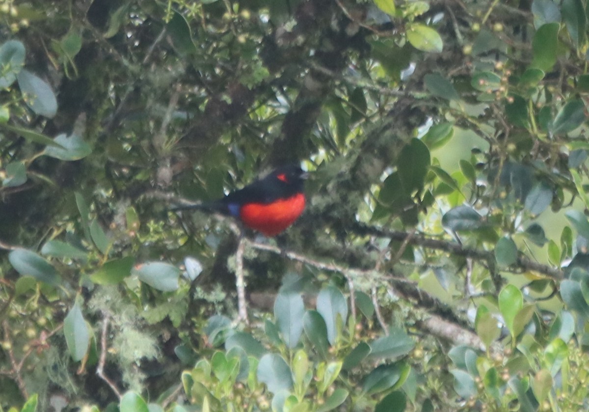 Scarlet-bellied Mountain Tanager - ML637894796