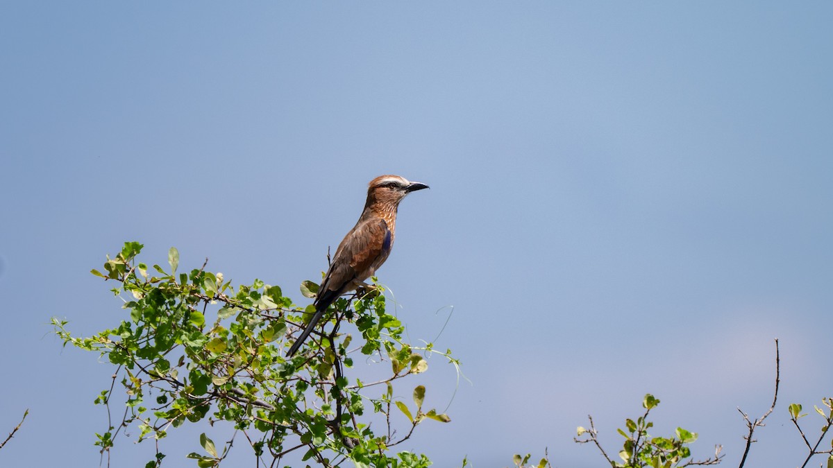 Purple Roller - ML637894826