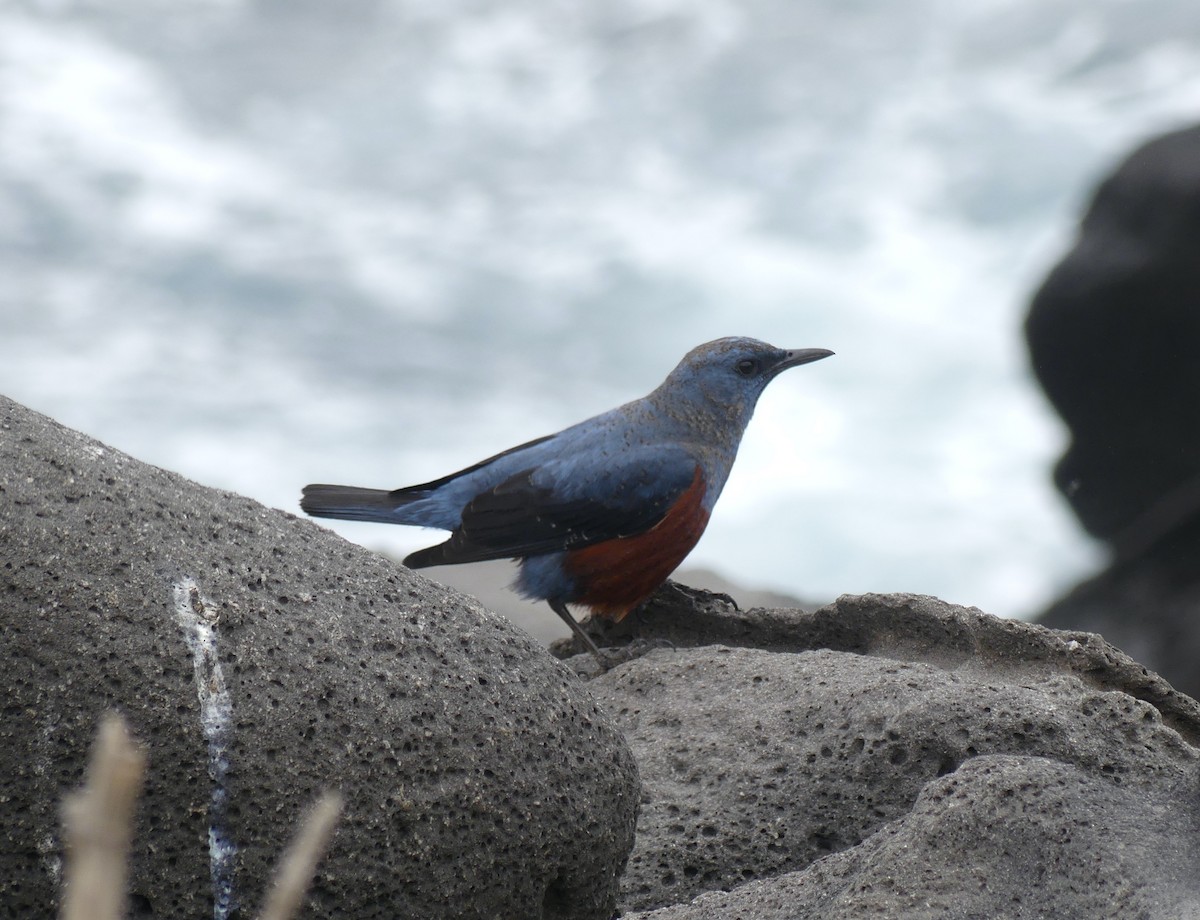 Blue Rock-Thrush - ML637894833