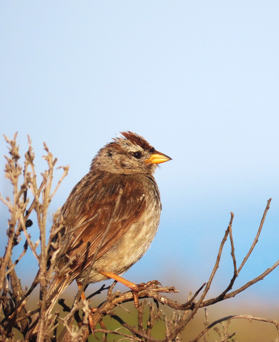 White-crowned Sparrow (nuttalli) - ML637894896