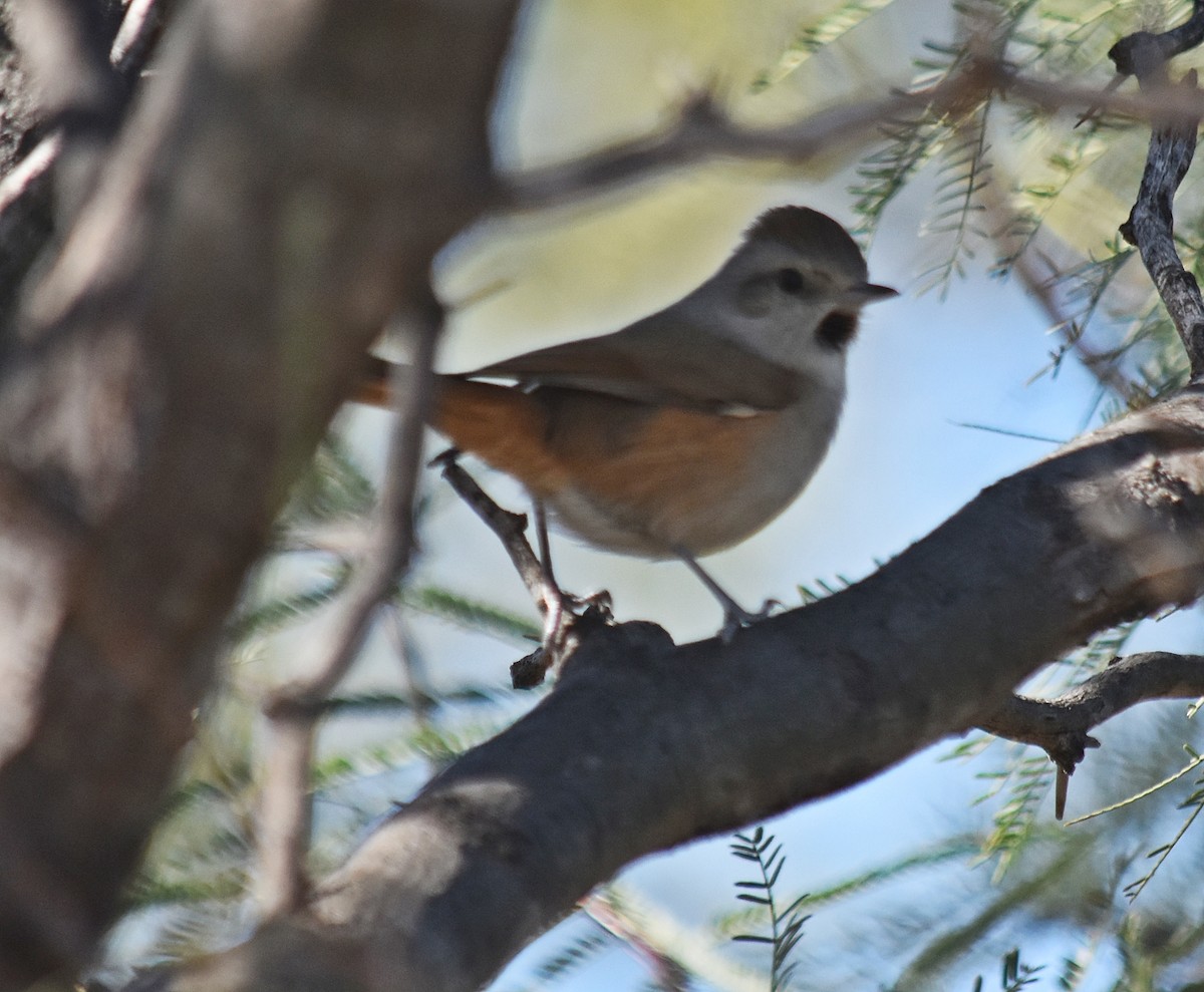 Short-billed Canastero - ML637894920