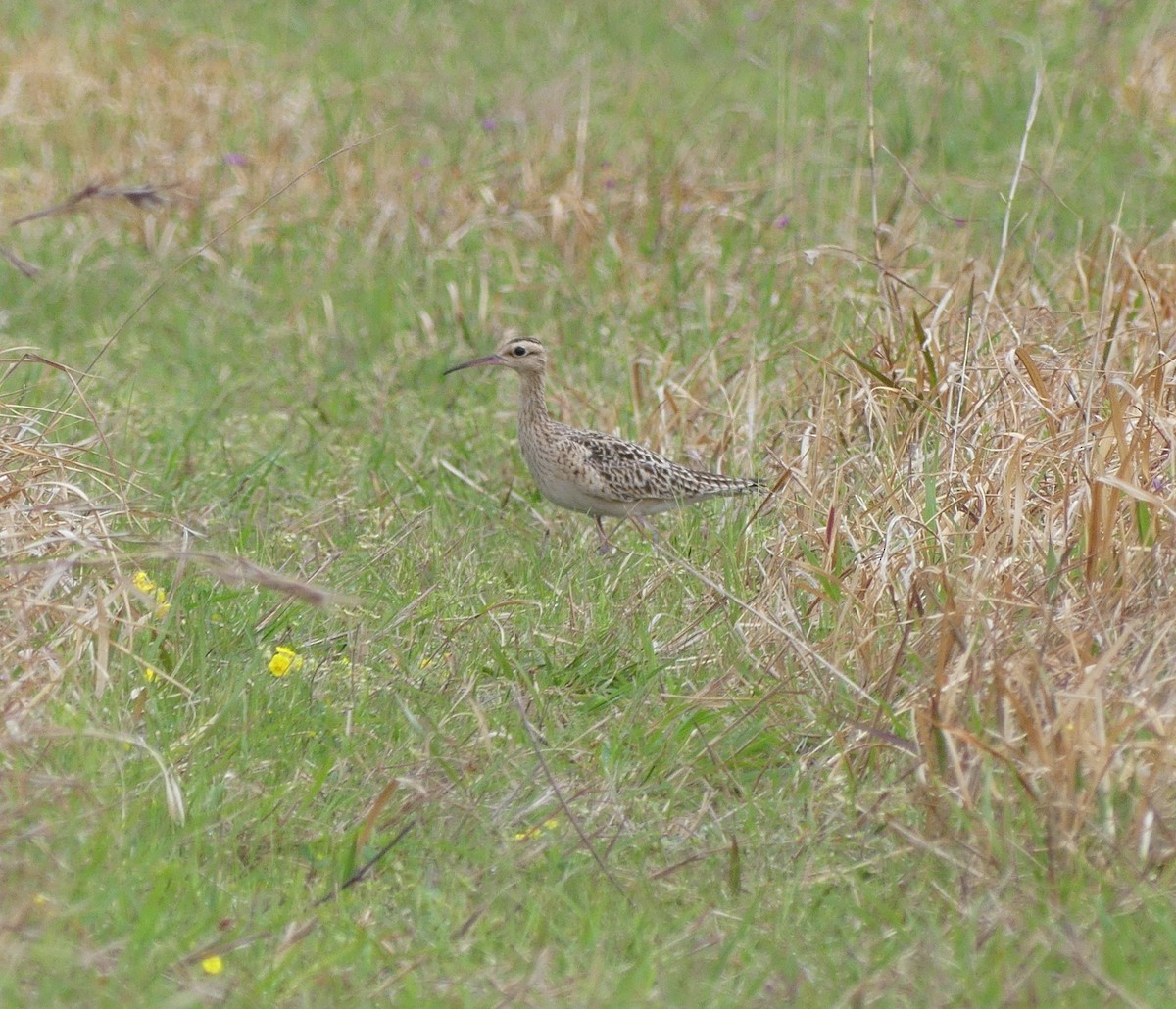 Little Curlew - ML637894945