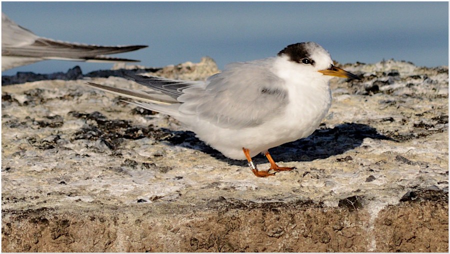 Little/Australian Fairy Tern - ML637894953