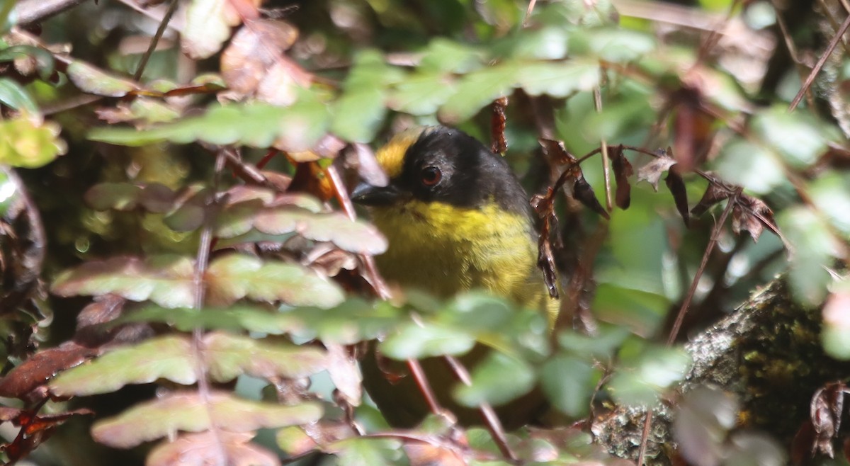 Pale-naped Brushfinch - ML637895011