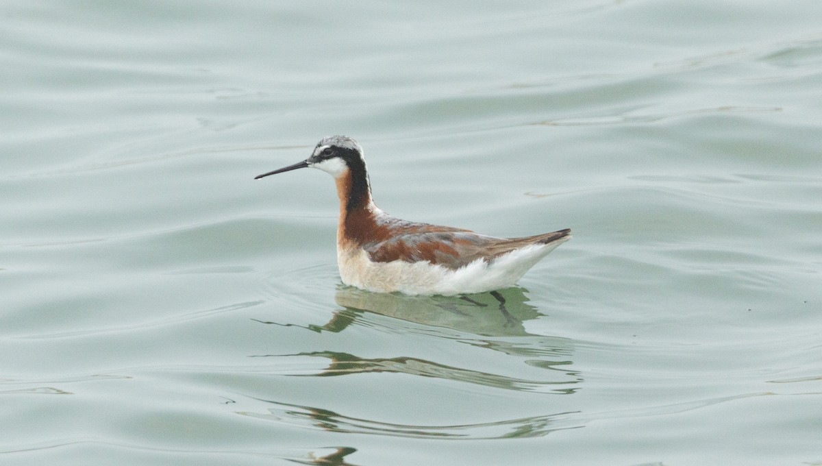 Wilson's Phalarope - ML637895012