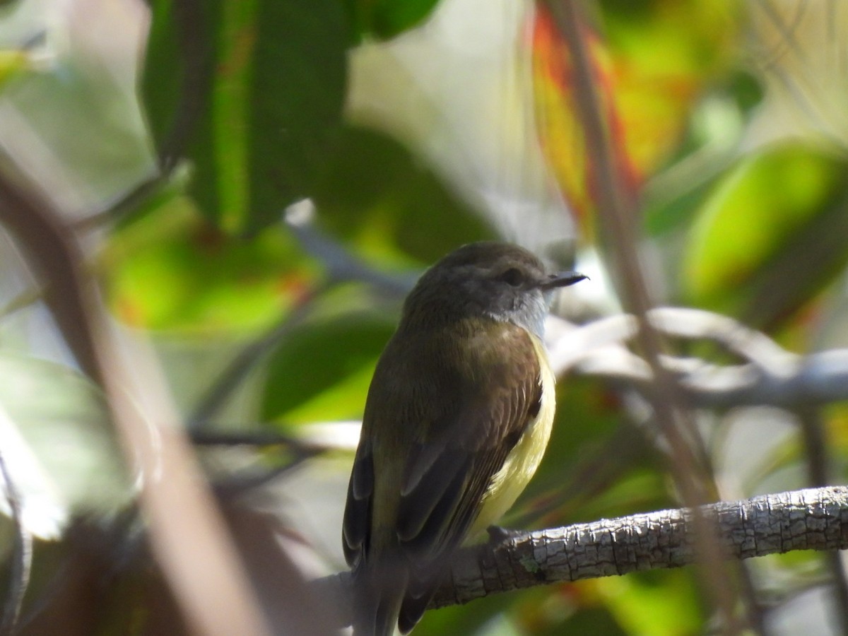 Lemon-bellied Flyrobin - ML637895078