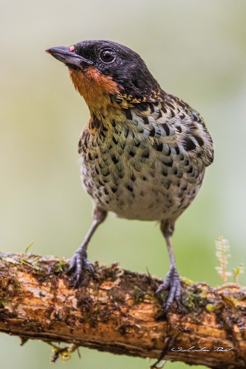 Rufous-throated Tanager - ML637895167