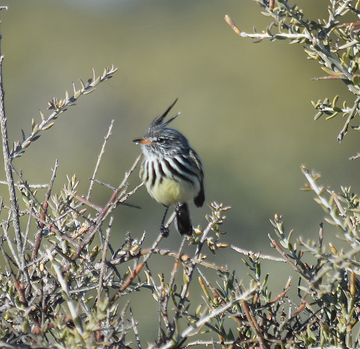 Yellow-billed Tit-Tyrant - ML637895169