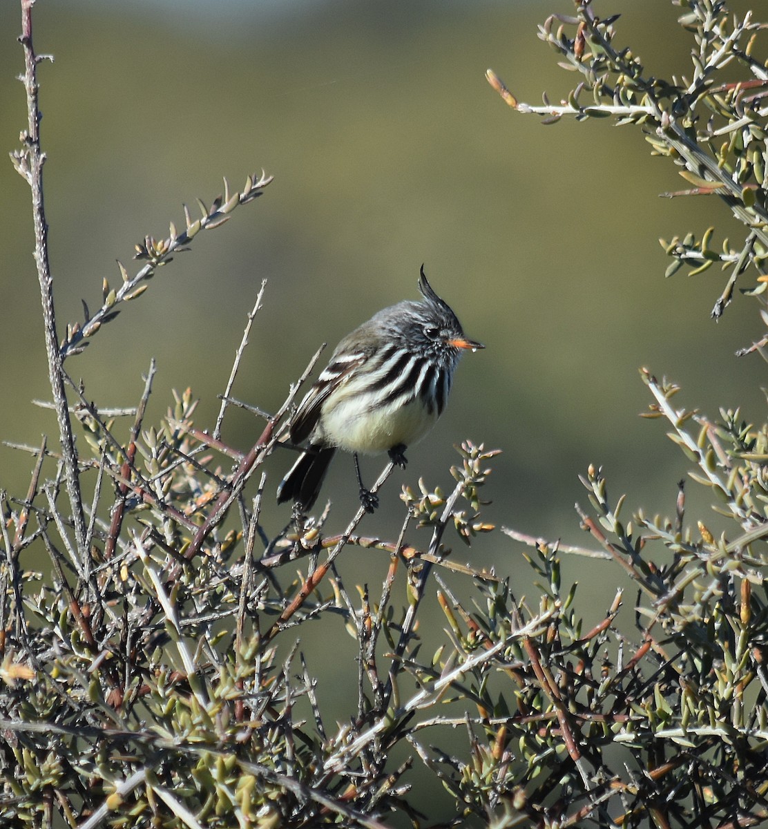 Yellow-billed Tit-Tyrant - ML637895175