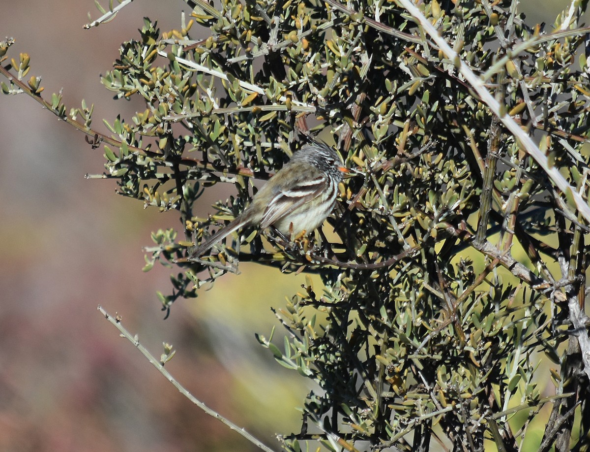Yellow-billed Tit-Tyrant - ML637895176