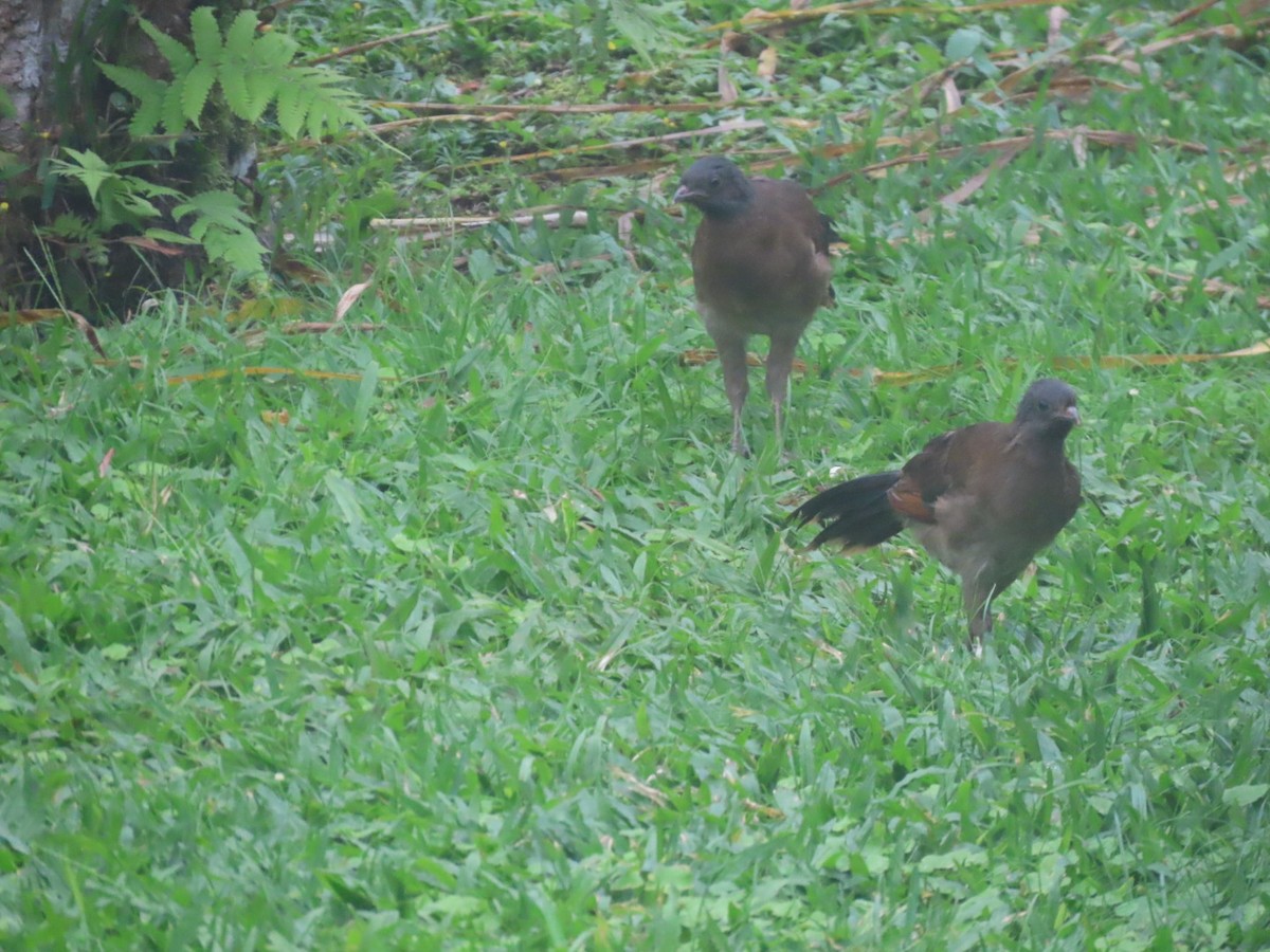 Gray-headed Chachalaca - ML637895183