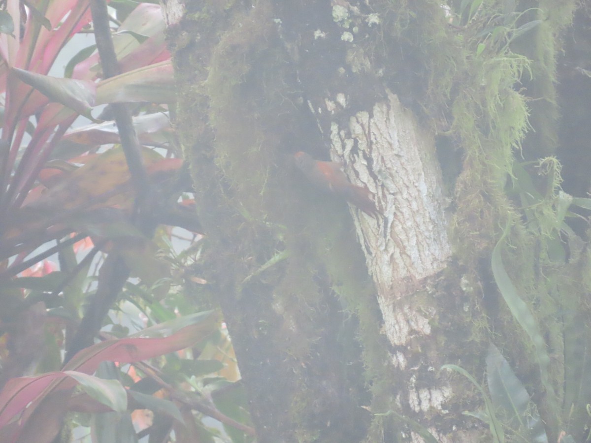 Red-faced Spinetail - ML637895197