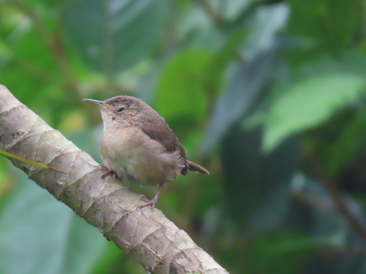 Southern House Wren - ML637895205