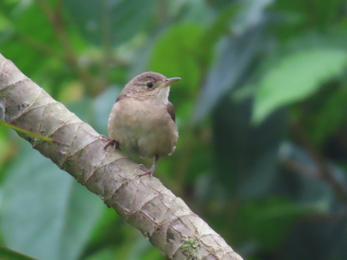Southern House Wren - ML637895206