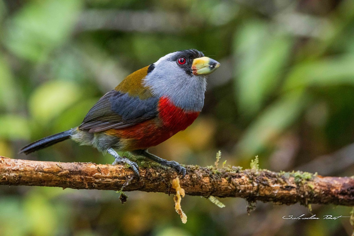 Toucan Barbet - ML637895230