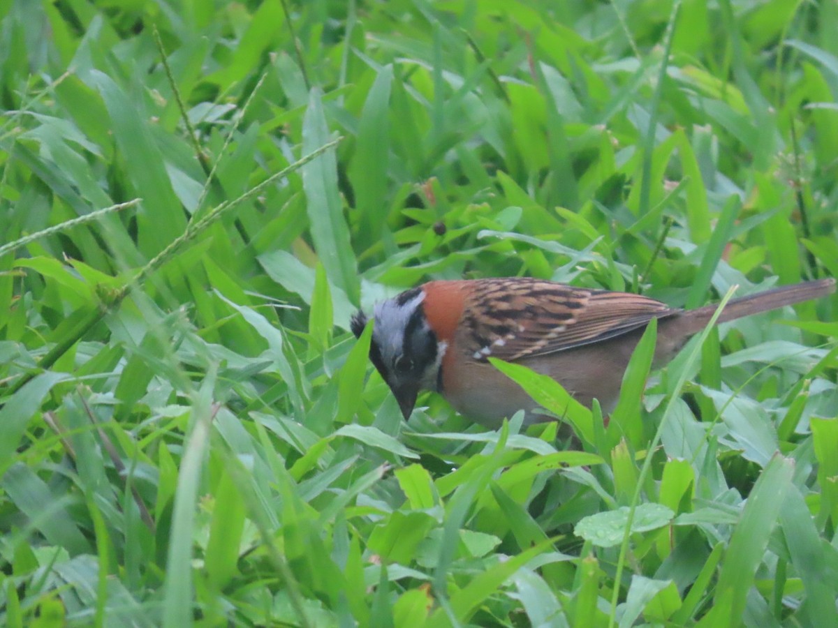 Rufous-collared Sparrow - ML637895245