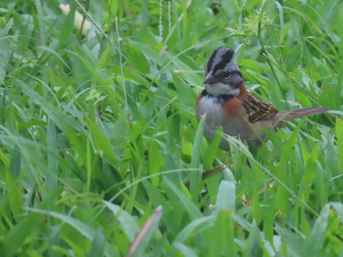 Rufous-collared Sparrow - ML637895246