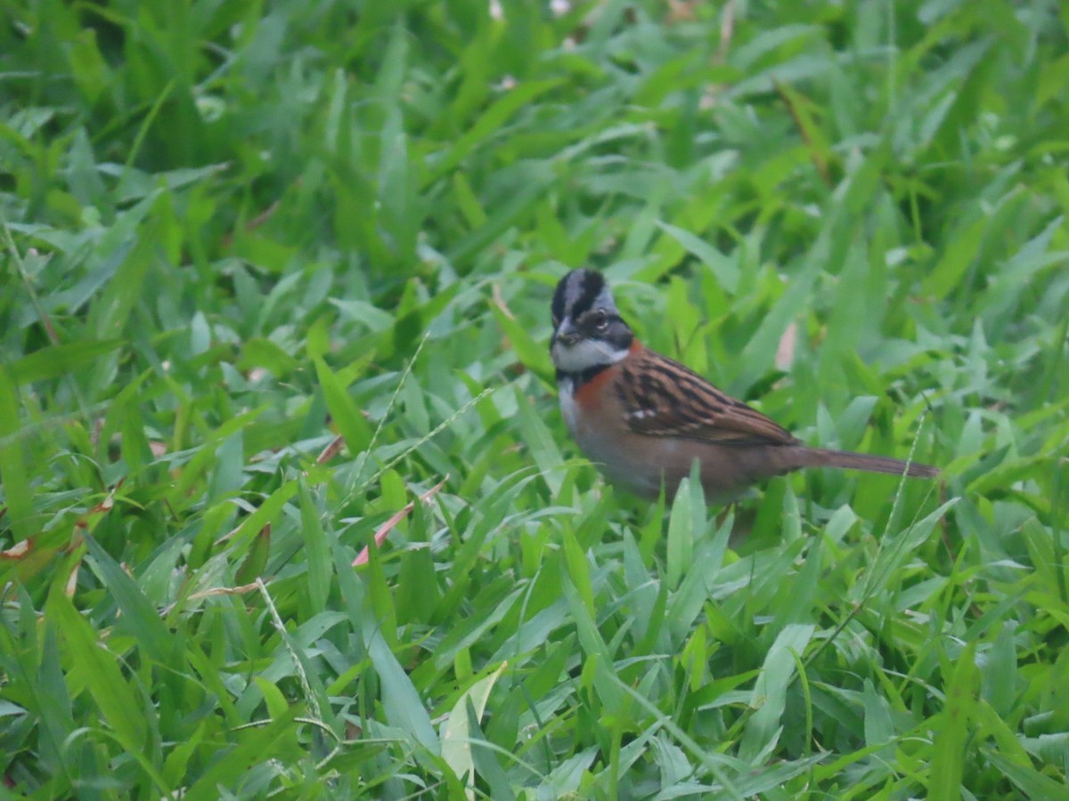 Rufous-collared Sparrow - ML637895247
