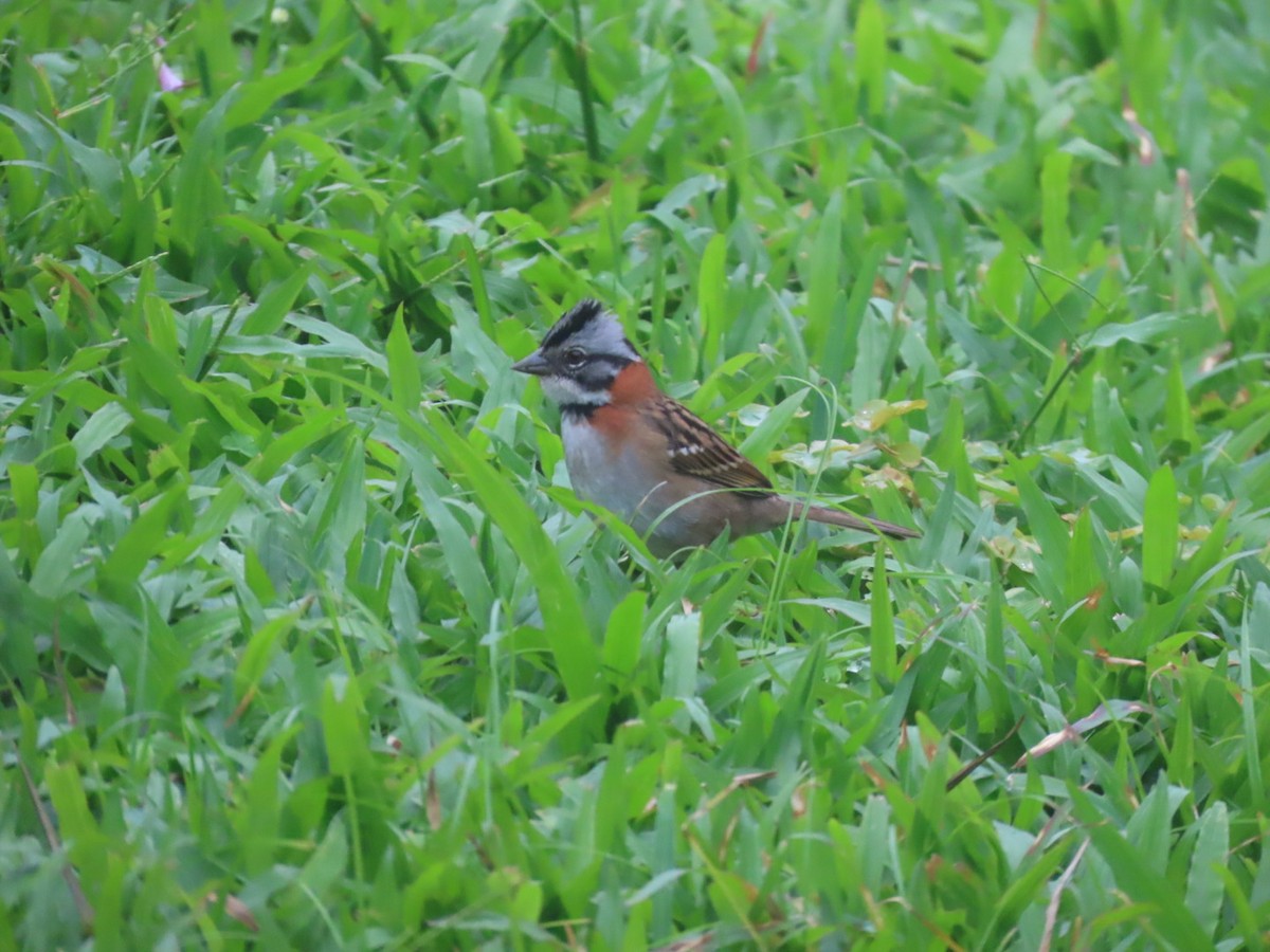 Rufous-collared Sparrow - ML637895248