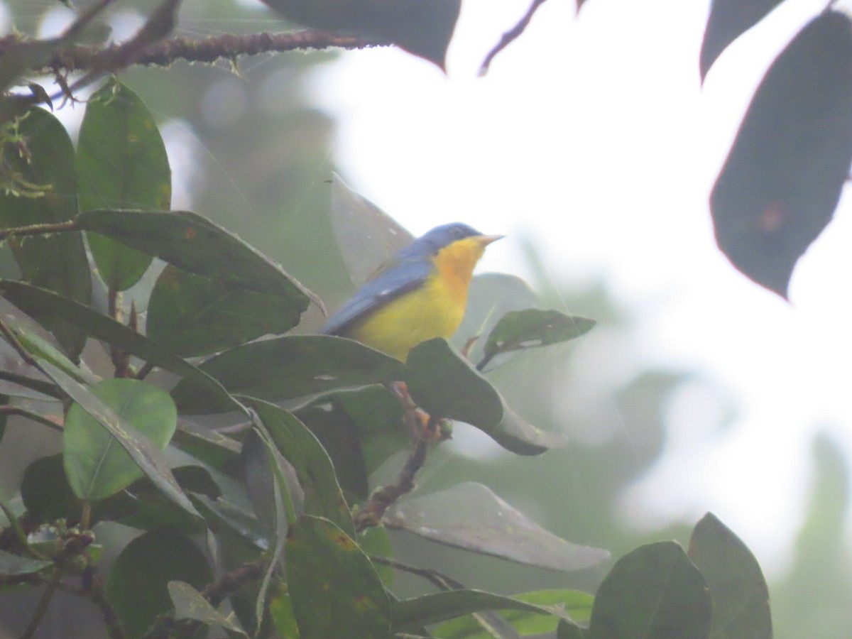 Tropical Parula - ML637895264