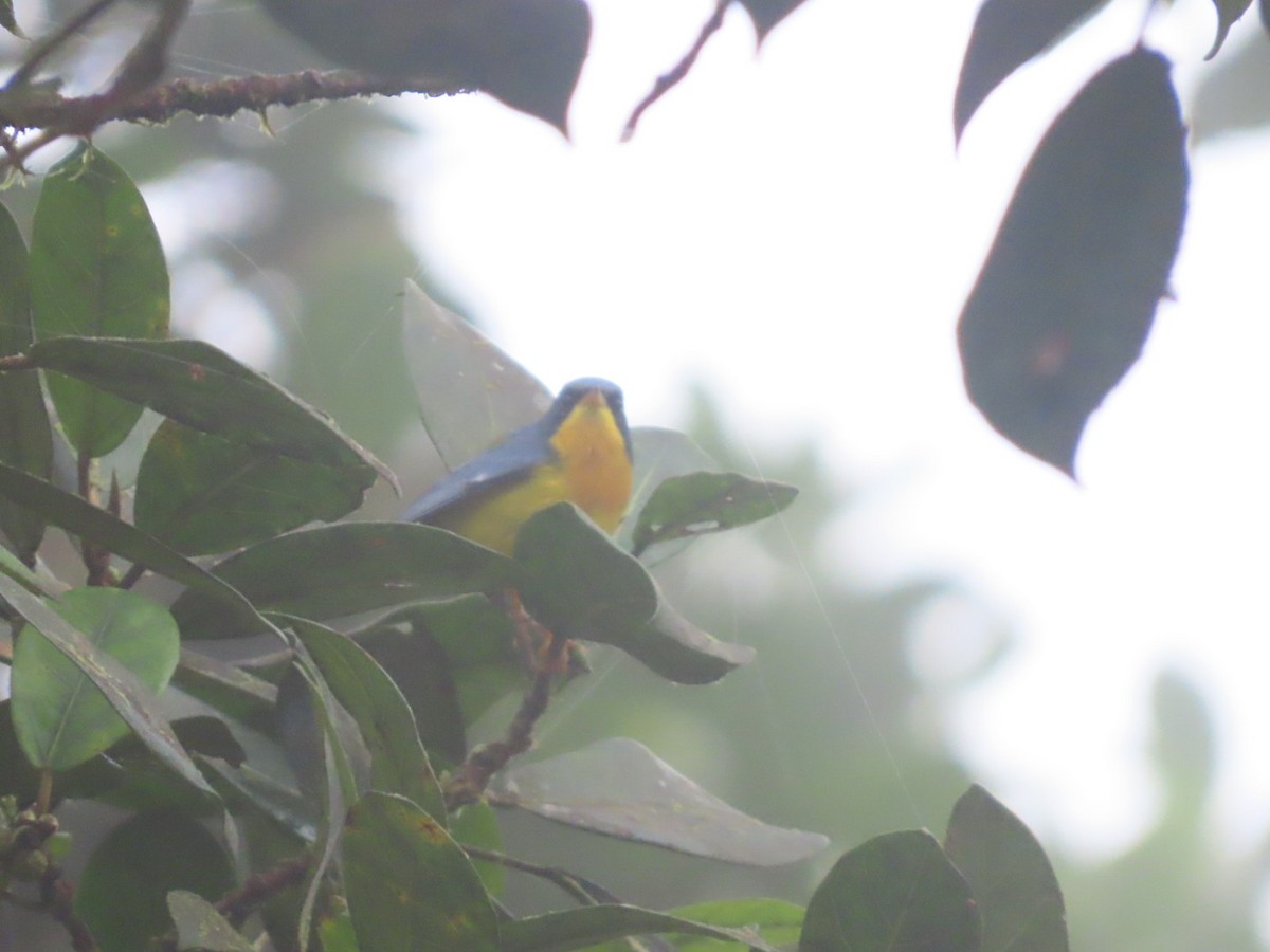 Tropical Parula - ML637895265