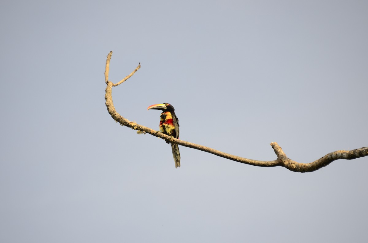 Fiery-billed Aracari - ML637895266